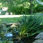 Frog pond with many active frogs