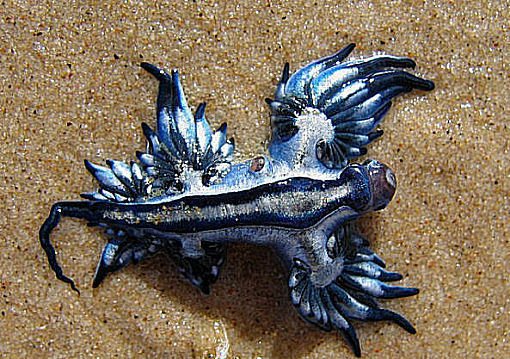 Blue Sea Slug