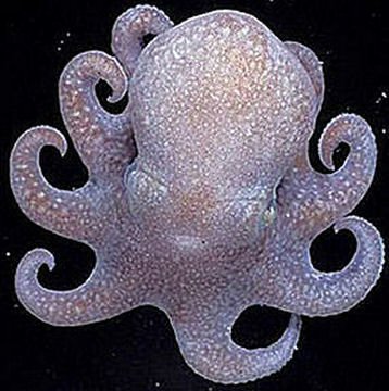 Baby Octopus