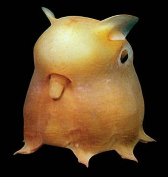 Dumbo Octopus (another one!)