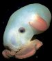 Dumbo Octopus