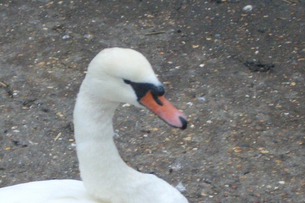 21-Swan in the harbour