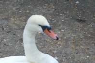 21-Swan in the harbour