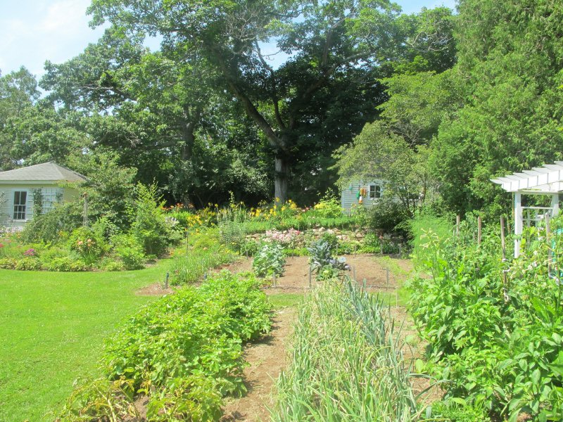 Vegetable garden