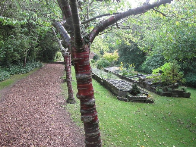 Highwood Garden-Himalayan birch bark cherry