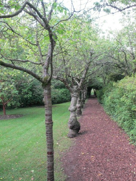 Himalayan birch path