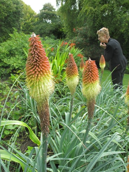 red hot pokers