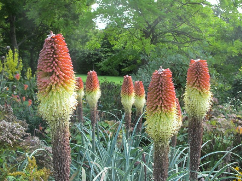 red hot pokers2