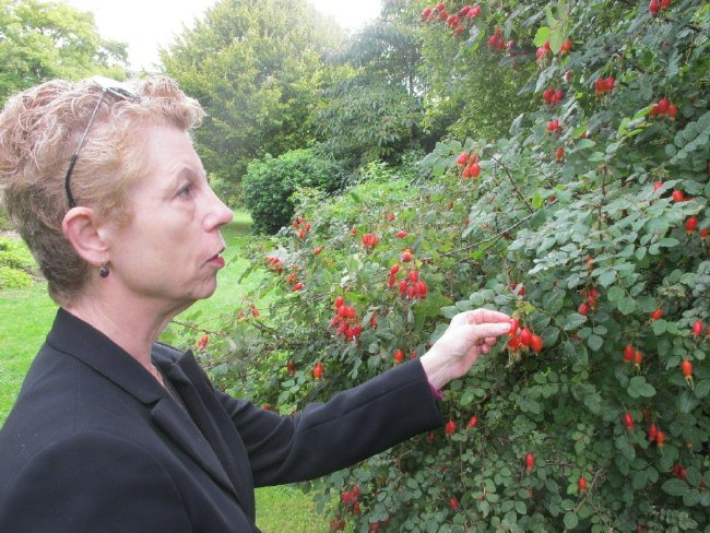 rose hips