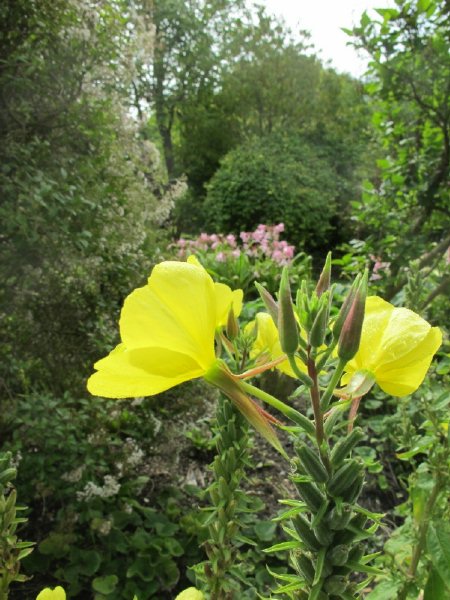 yellow flowers