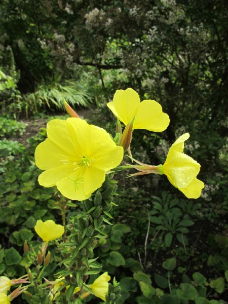 more yellow flowers