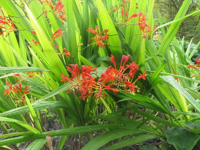 red flowers