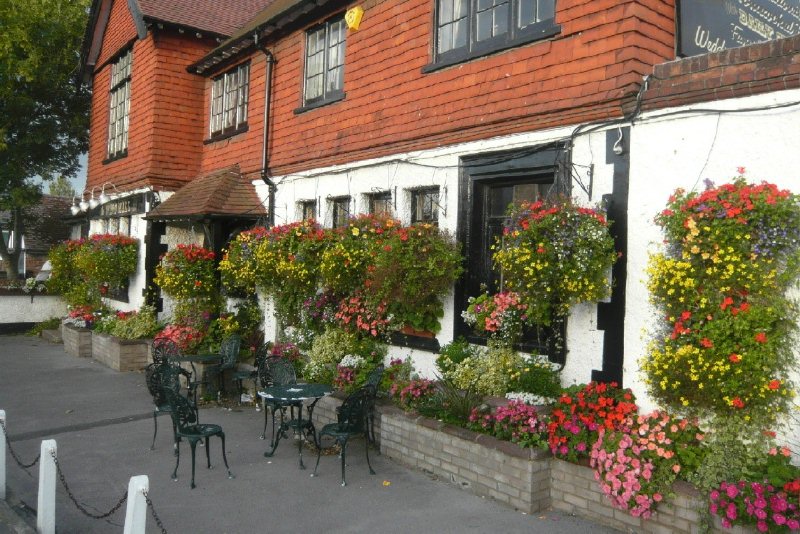 flowers at the windmill