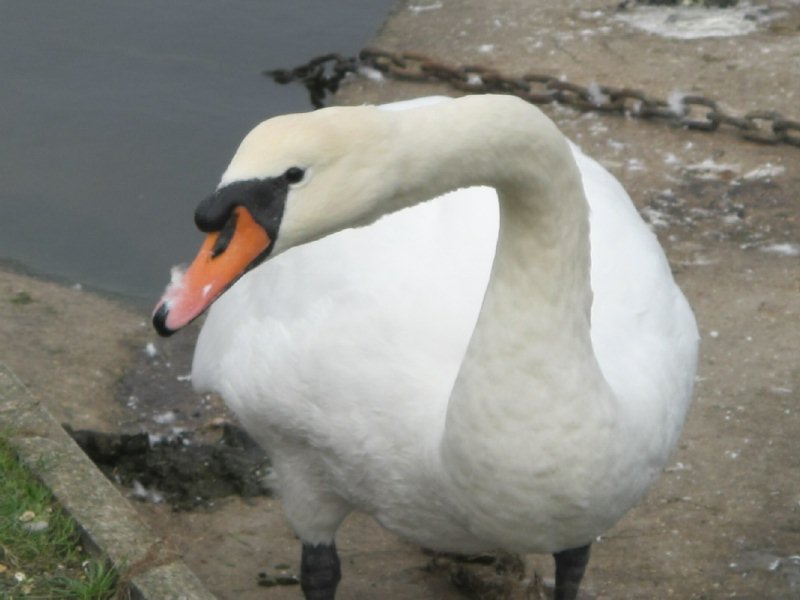 swan