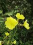 more yellow flowers