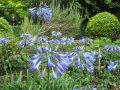 agapanthus