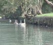 Swans on the river