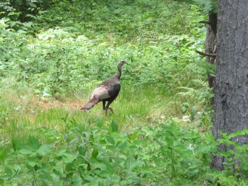 wild turkey