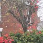 Crimson leaves, green leaves